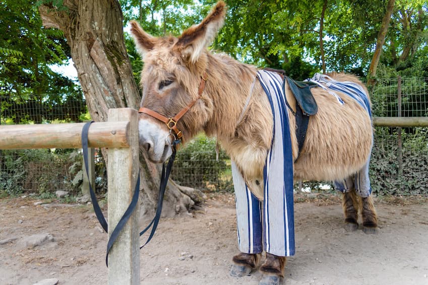 Meet the cheeky donkeys from Ré